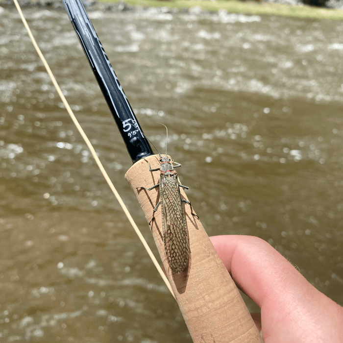 10 patterns to have in your fly box for stoneflies - Nextwavemarket