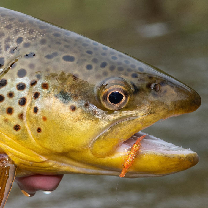 Pat Dorsey's UV Scud - Nextwavemarket