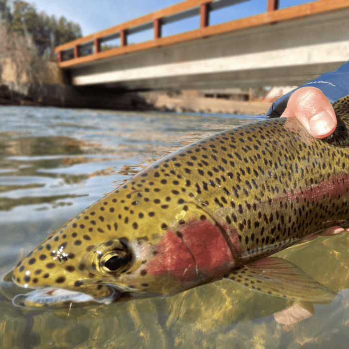 Seasonal Strategies - By Pat Dorsey - Nextwavemarket