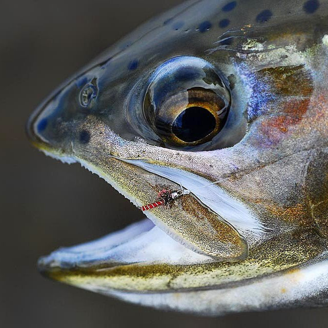 Tying The Mercury Blood Midge With Pat Dorsey - Nextwavemarket