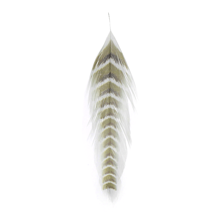 Galloup's Fish Feathers - Nextwavemarket