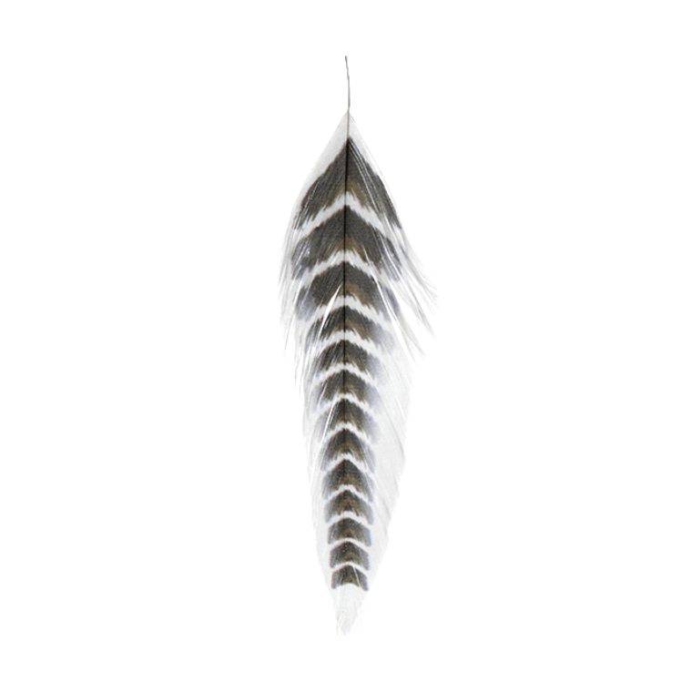 Galloup's Fish Feathers - Nextwavemarket