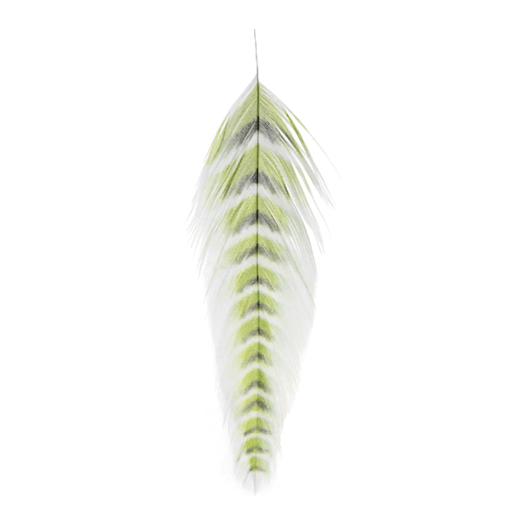 Galloup's Fish Feathers - Nextwavemarket