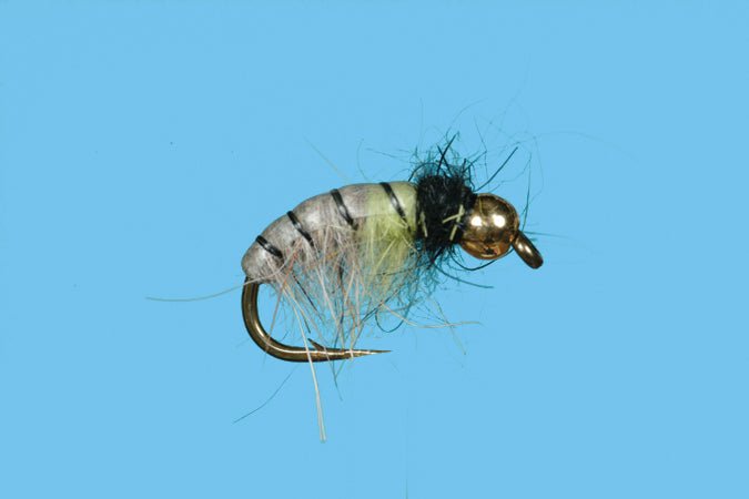Rhyacophia Czech Nymph - Tungsten Bead - Nextwavemarket