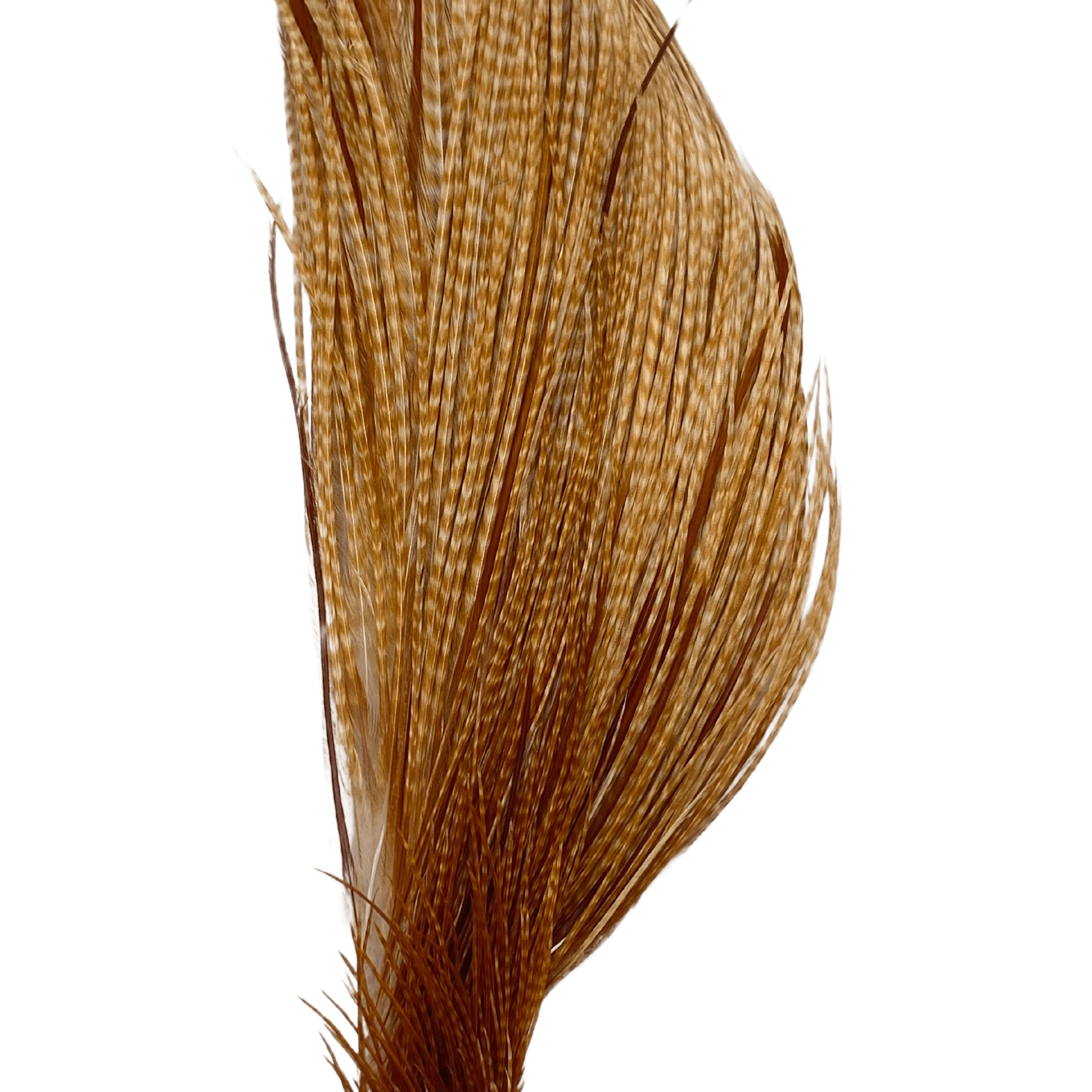 Whiting 1/2 Cape - Bronze Grade - Nextwavemarket