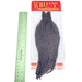 Whiting Hen Cape - Nextwavemarket
