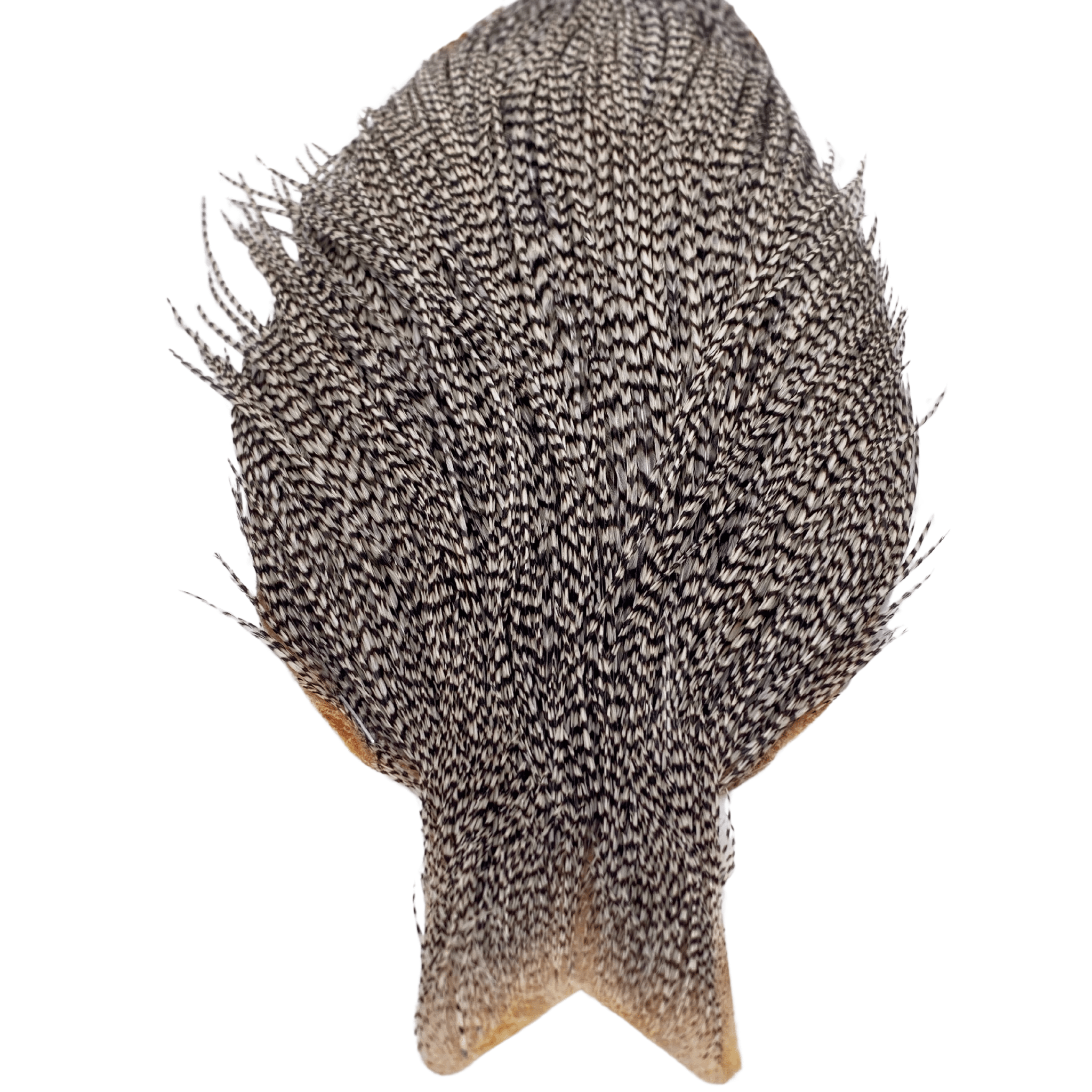 Whiting Rooster Cape - Silver Grade - Nextwavemarket