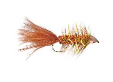 Conehead Autumn Splendor - Nextwavemarket