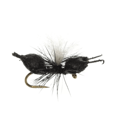 Cupboard Ant - Nextwavemarket