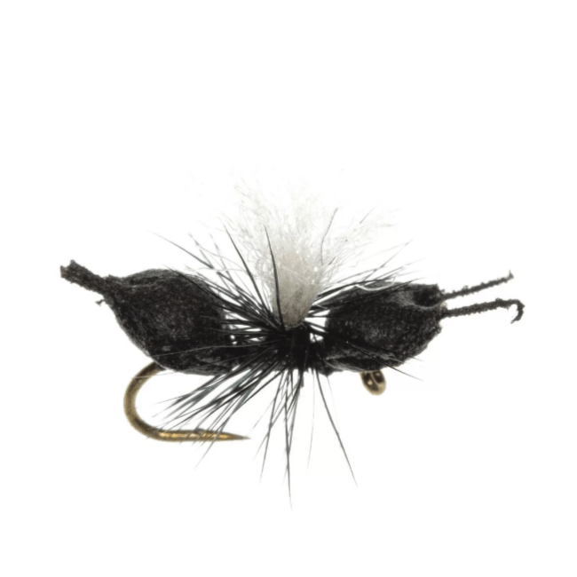 Cupboard Ant - Nextwavemarket