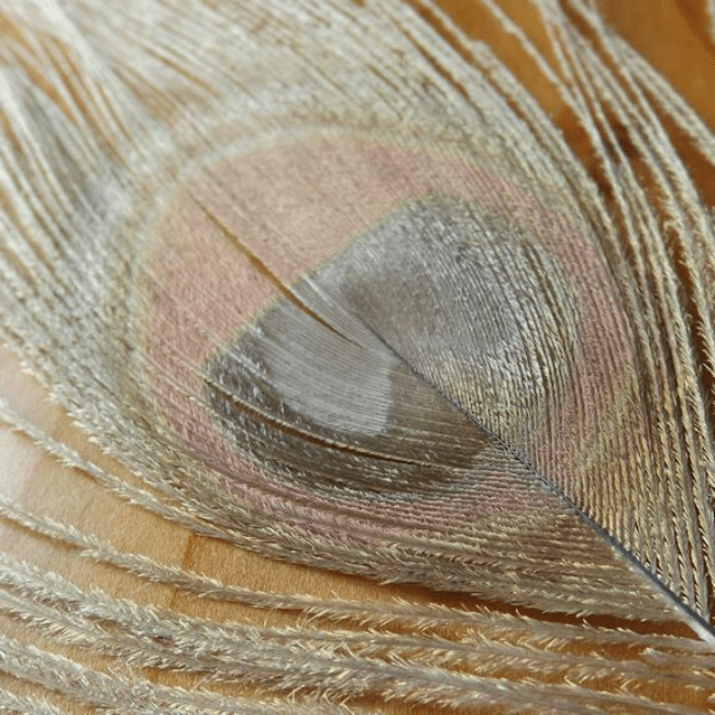 Dyed Peacock Eyes - Nextwavemarket