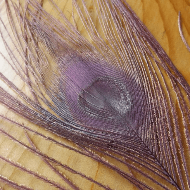 Dyed Peacock Eyes - Nextwavemarket