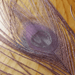 Dyed Peacock Eyes - Nextwavemarket