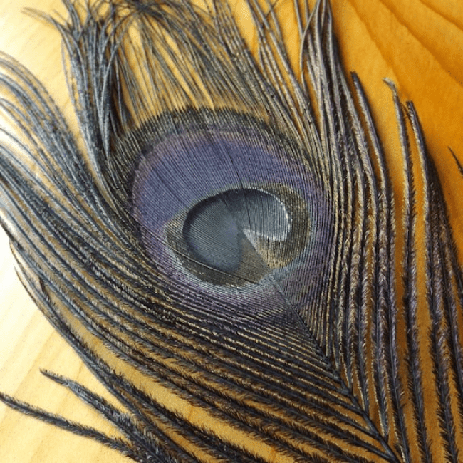 Dyed Peacock Eyes - Nextwavemarket
