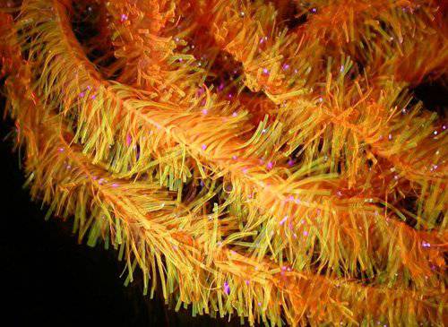 Fb Uv Gel Core Fritz - Nextwavemarket