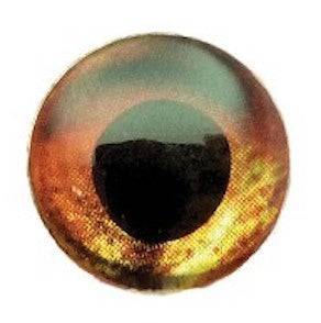 Fish Skull Living Eyes - Nextwavemarket