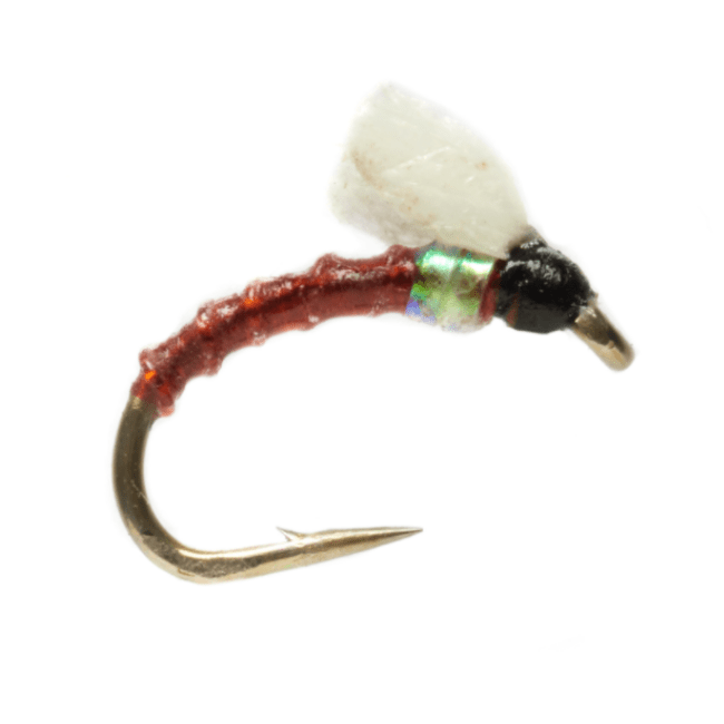 Foamie Homie - Nextwavemarket