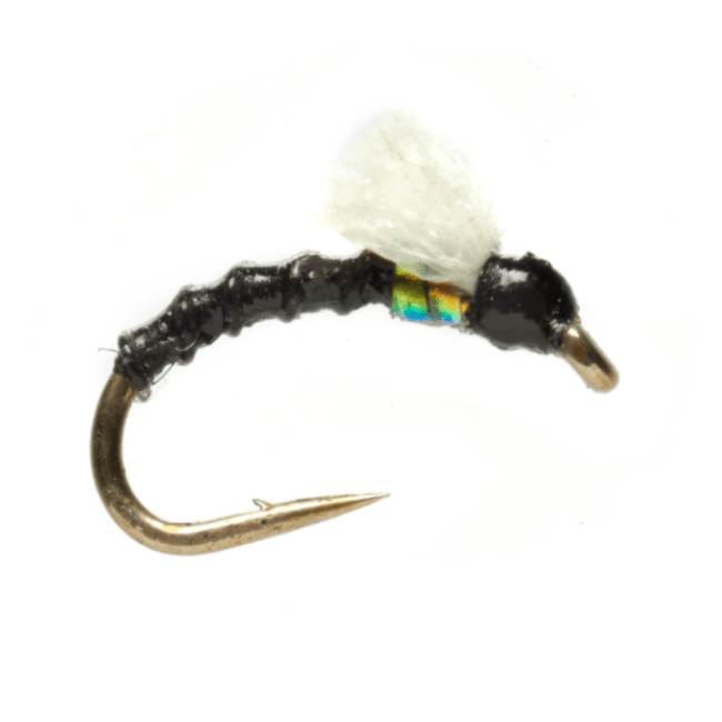 Foamie Homie - Nextwavemarket