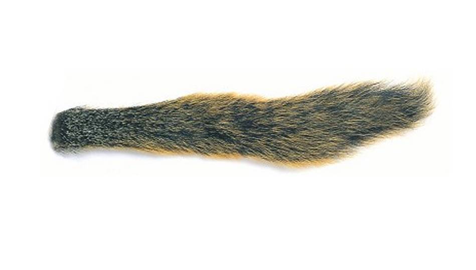 Fox Squirrel Tails - Nextwavemarket