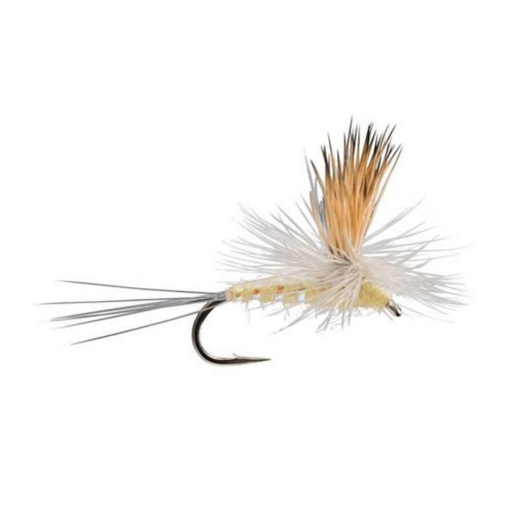 Para Wulff Pale Morning Dun - Nextwavemarket
