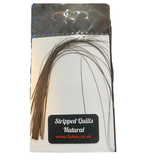 Stripped Peacock Quills - Nextwavemarket